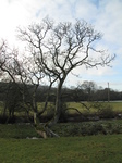 SX17172 Tree at river Thaw.jpg